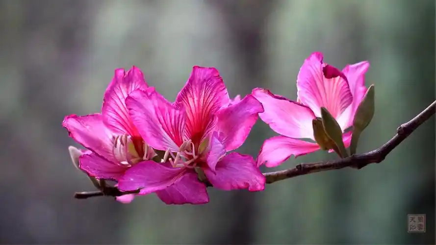 2018年的紫荆花季(二)