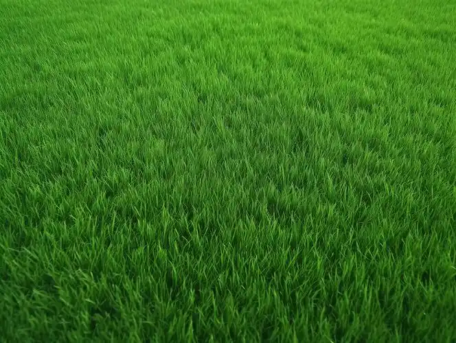 草纹理背景绿色草地春天清新风景美丽的大自然青草植物