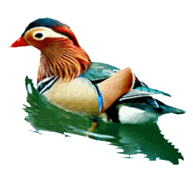 学会在动态gif图片中再加入透明gif图片