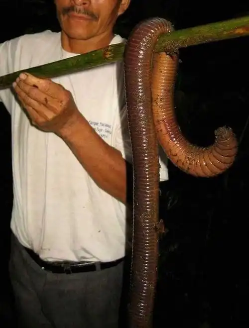 40张活久见照片用身长2米的大蚯蚓钓鱼是种怎样的体验