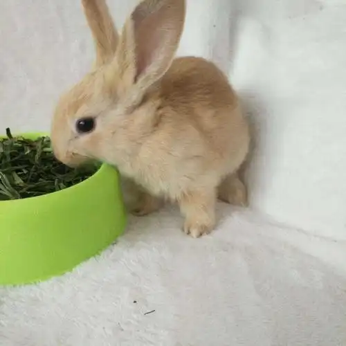 京选推荐兔子活大型肉兔子小白兔新西兰肉兔兔苗小兔子比利时肉兔青紫