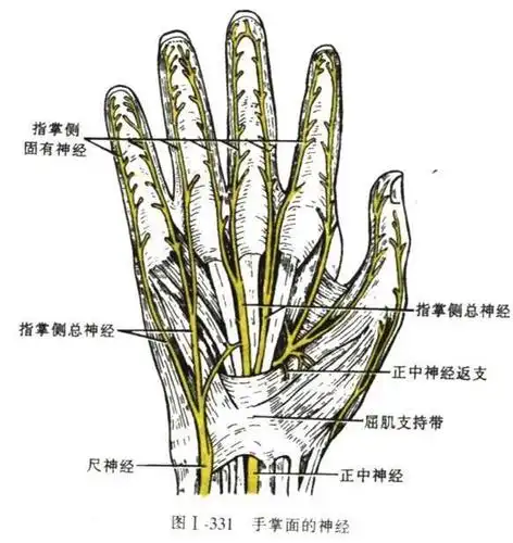 手部神经解剖.jpg