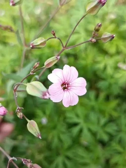 春天常见野花麦蓝菜
