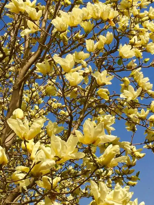 芬芳一生张艳芬的美篇-盛开时的黄色广玉兰!