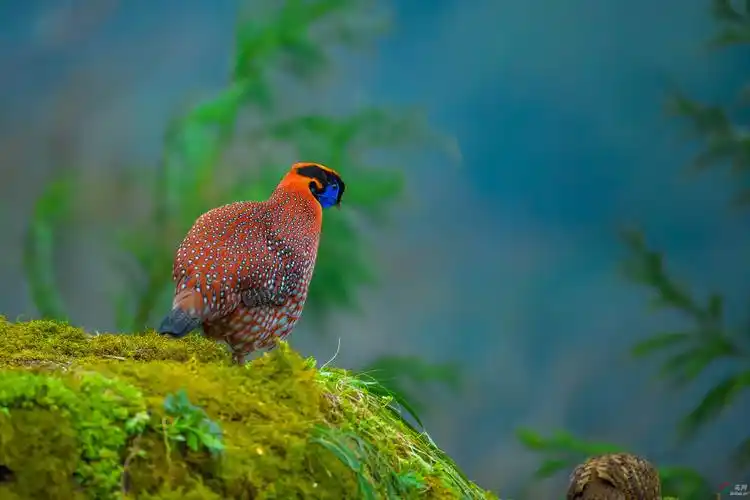 红腹角稚祝贺荣获鸟类精华