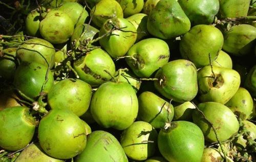 左拎右送推出丨夏季消暑水果"三剑客"_椰子