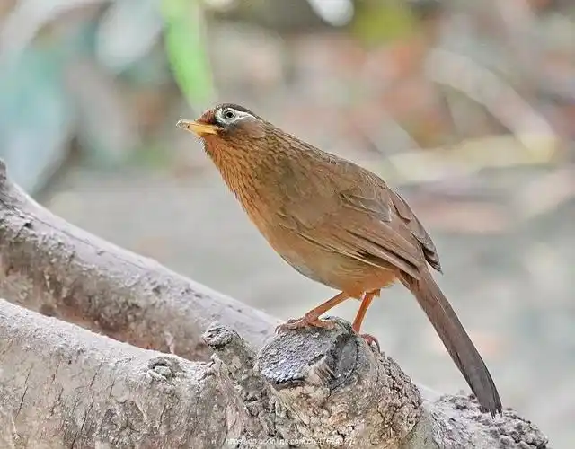 画眉鸟打鸟身型图片,画眉鸟打鸟图片耐打-图片大观-奇异网