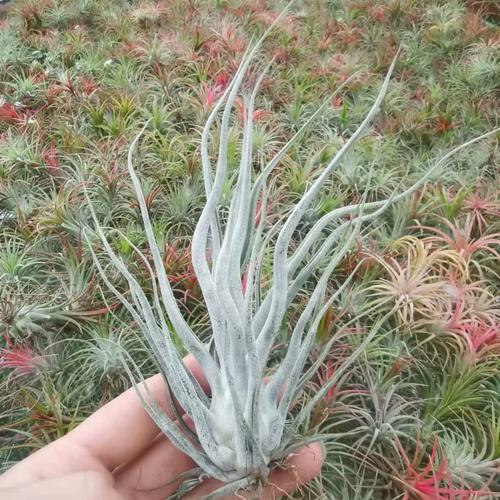 空气凤梨河豚 稀有品种 全身发白多鳞片