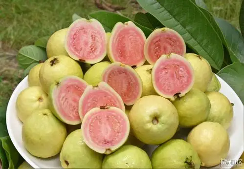 番石榴能降血糖吗