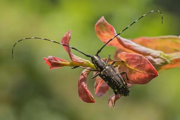 【图】黄星天牛 . - 蜂鸟摄影论坛