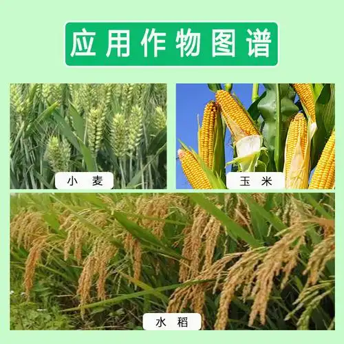 滨农科技噻虫杀虫剂水稻蓟马蚜虫小麦玉米农药杀虫剂
