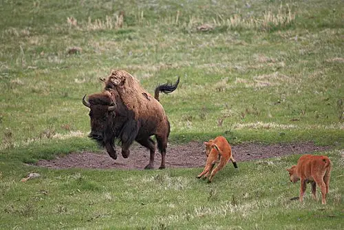 美洲野牛图片_全景网