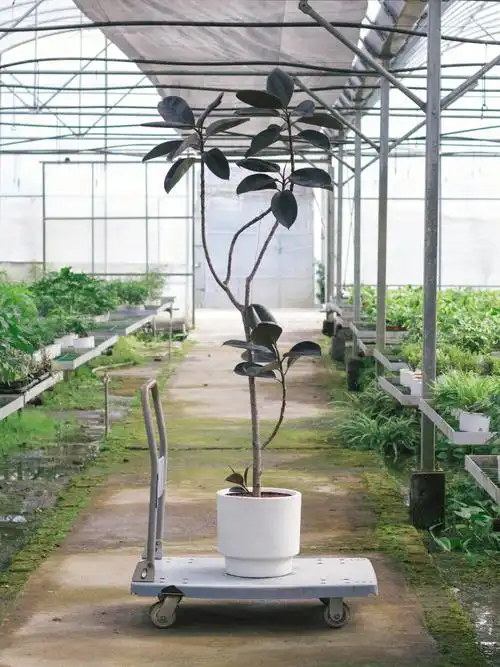 黑金刚橡皮树每一枝枝干都在凹造型