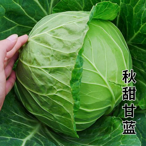 甘蓝菜种子包菜种孑卷心菜种包心菜大头菜籽秋冬季种的蔬菜橄榄菜