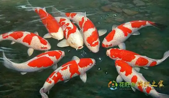 岳阳花旺鱼锦鲤_花旺鱼锦鲤之家