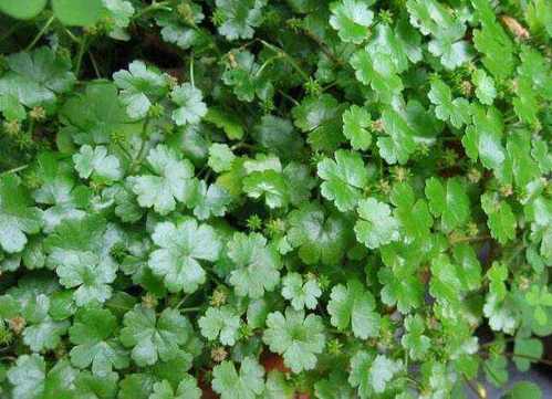 新鲜现采天胡钱站干步地满天星500克农技服务