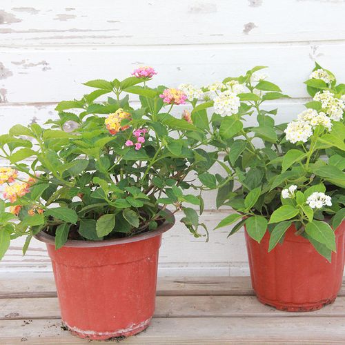 五色盆栽花苗阳台多年生观花植物四季开花易种耐时令草本花卉