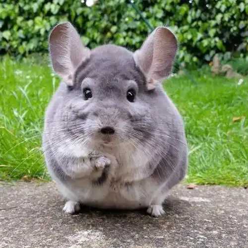 不是玩具也没有ps这些龙猫已经圆到有点假了组图