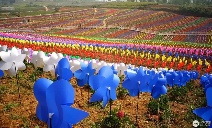 关于紫海香田薰衣草庄园摄影年卡办理