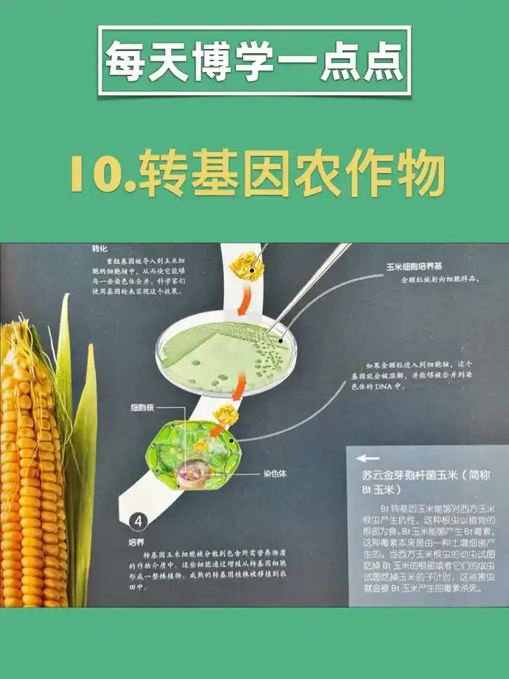 转基因农作物的原理.