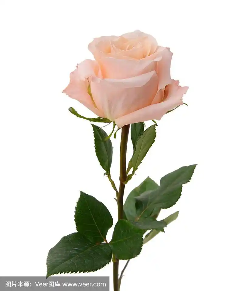 一朵粉红色的玫瑰单生枝