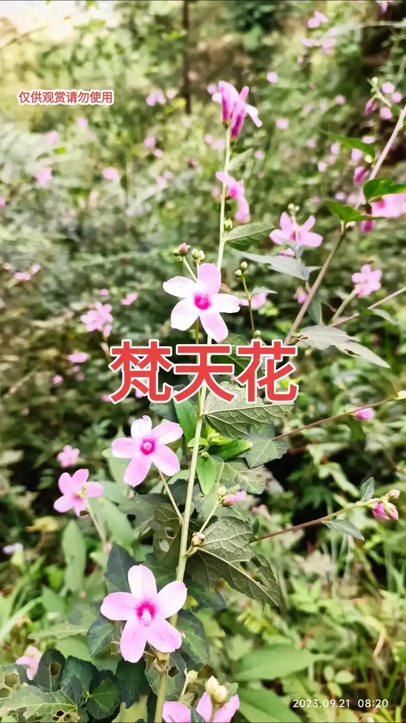 野生草药 梵天花 - 抖音