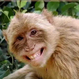 猴的主页 - 抖音