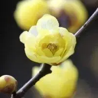 非常漂亮的梅花头像_微信头像图片大全