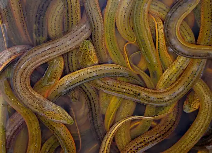 只产一种,即 a href="#" data-lemmaid="469424">黄鳝 /a>(monopterus