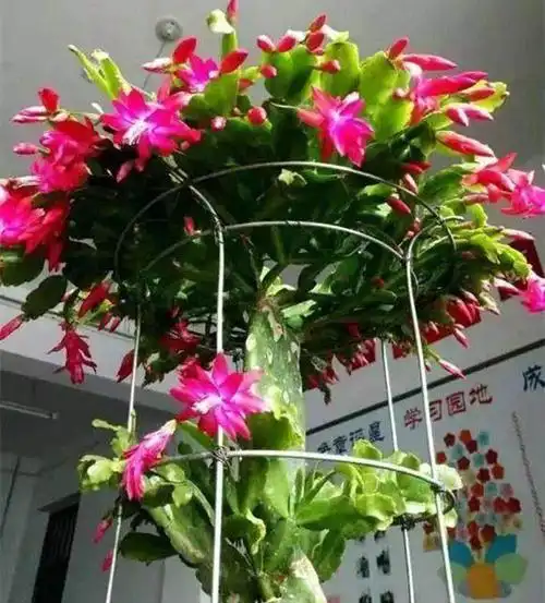 蟹爪兰的花语是什么蟹爪兰的寓意和象征