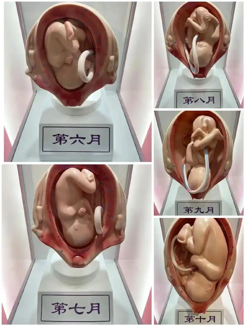 胎宝宝在妈妈腹中的发育成长过程图.来吧,宝妈们,切实体验一下