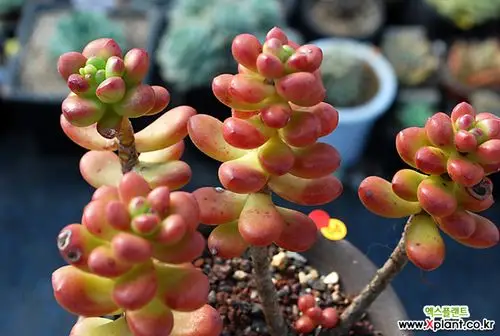 老庄丸叶松绿 多肉植物 (sedum lucidum obesum)