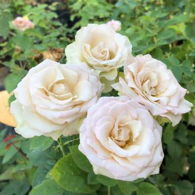 【甜点】月季花苗藤本爬藤绿植玫瑰室内花卉盆栽四季开花观花植物