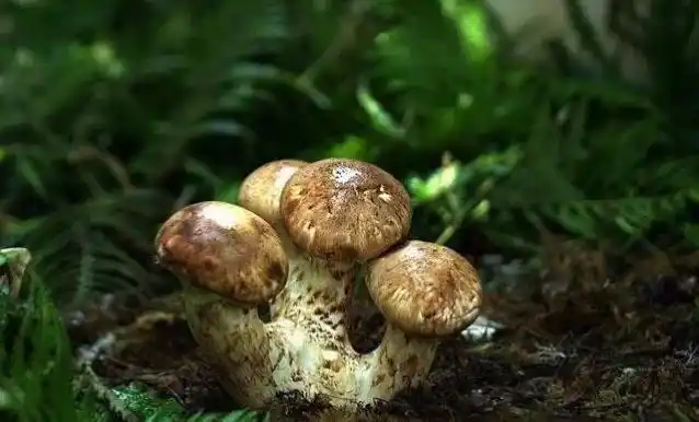 其它 菌中之王——松茸         松茸是一种纯天然的珍稀名贵食用菌类