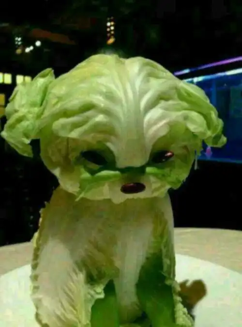 【1.我是一条菜狗】