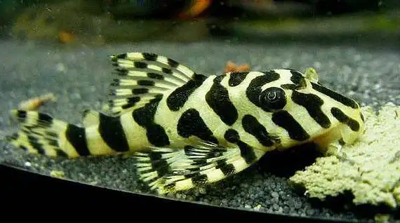 黄金斑马异型鱼