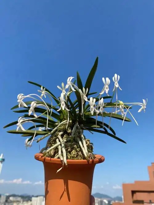 四月开花1和八月开花234的舟山风兰