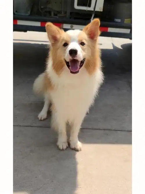 夏天不用减肥自然瘦金色边牧