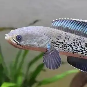 蓝宝石雷龙鱼鬼王雷龙 观赏鱼 精品鳢中型凶猛鱼顺丰中通包邮包损