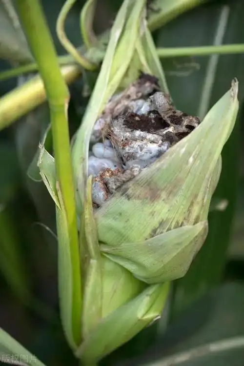 玉米十大常见病害的防治方法