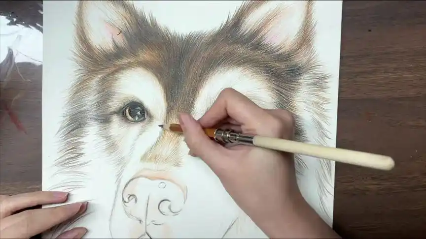 彩铅阿拉斯加步骤2 #画画 #青岛 #手绘 #彩铅 #绘画过程