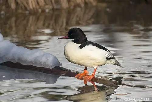 普通_雄性_休息_登录_水_图片大全