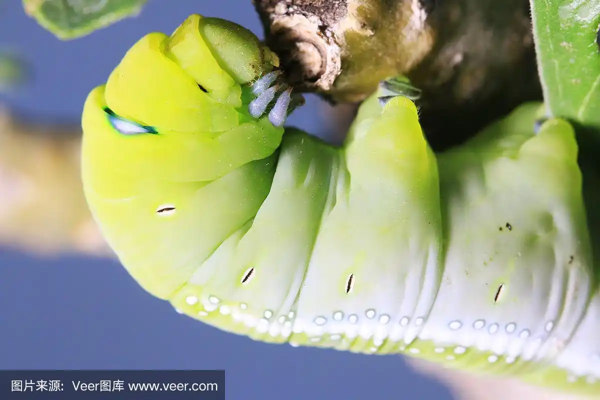 毛毛虫,绿色的虫子正在吃叶子