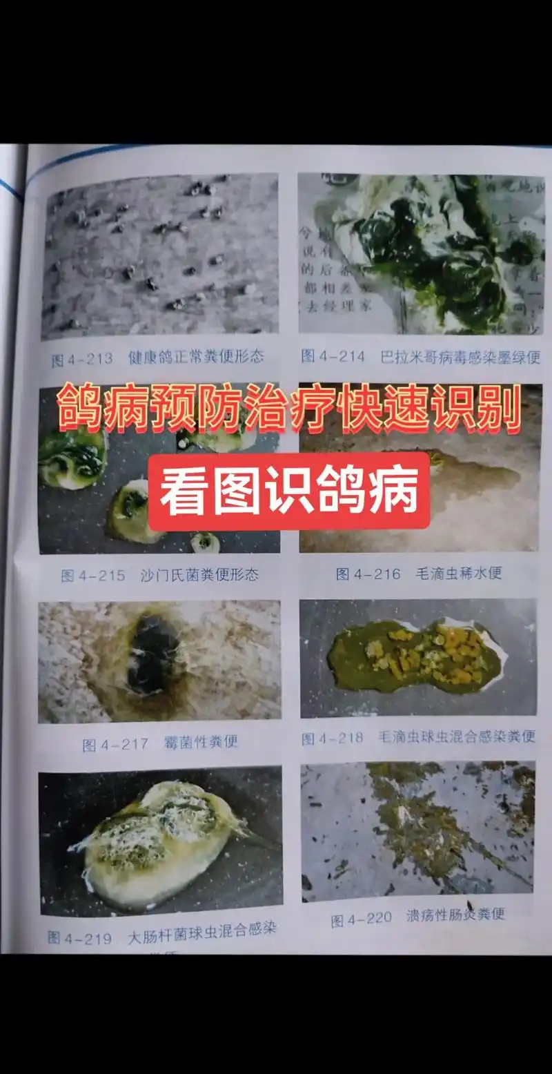 看图识鸽病#鸽病 #通过粪便看鸽病 #肉鸽 - 抖音