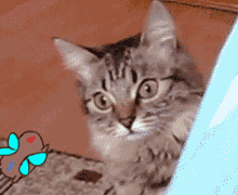 qq动态搞笑表情_有趣的动态搞笑表情