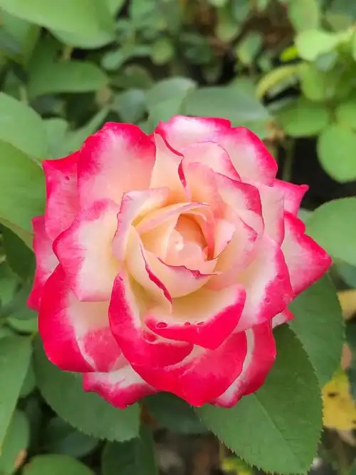 摩洛哥公爵月季