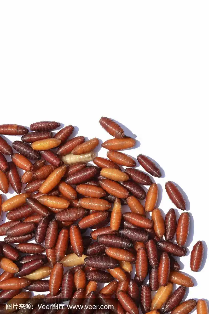 垂钓者的蛆和蛹.