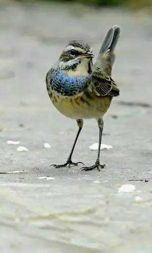 蓝喉歌鸲蓝靛颏首发