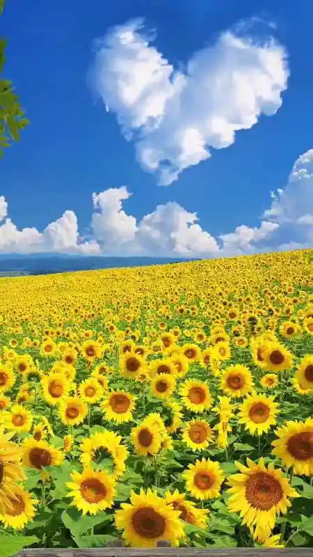 我要上热门#-努力向阳～快乐阳光～治愈向日葵