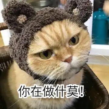 你在做什莫(猫咪)